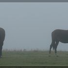 Pferde im Nebel