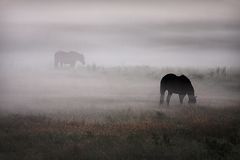 Pferde im Nebel .....