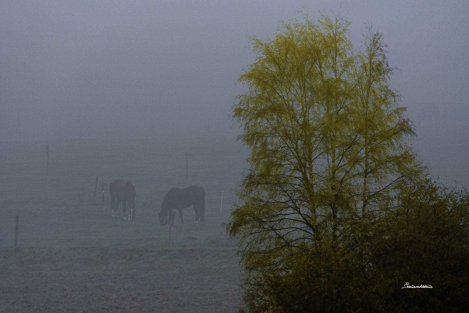 Pferde im Nebel