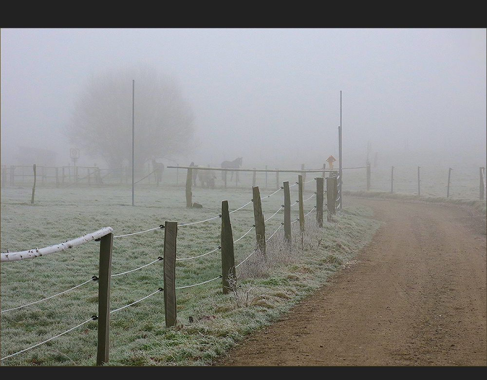 Pferde im Nebel