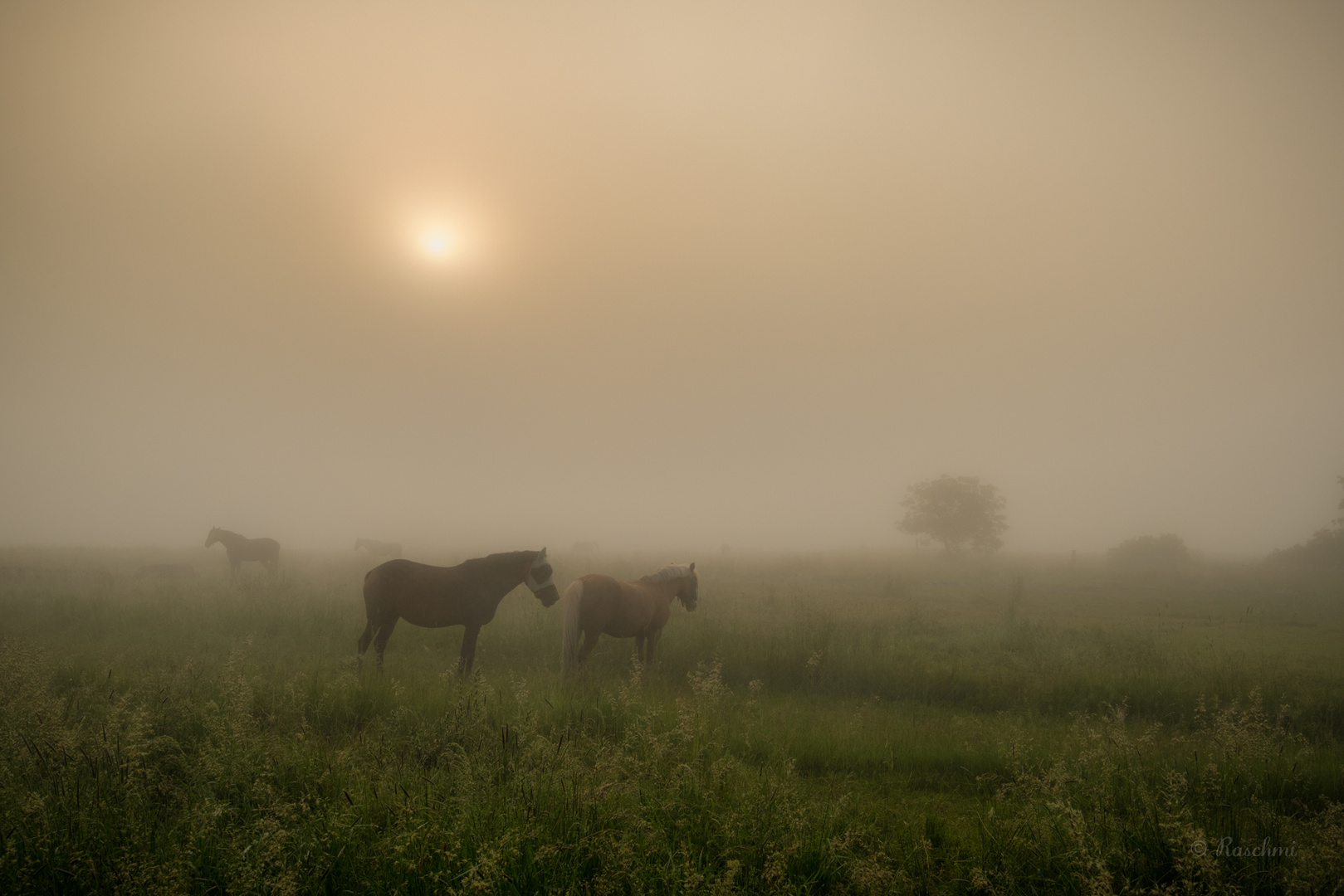 PFERDE im NEBEL