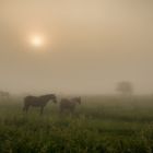 PFERDE im NEBEL