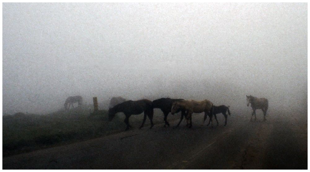 Pferde im Nebel