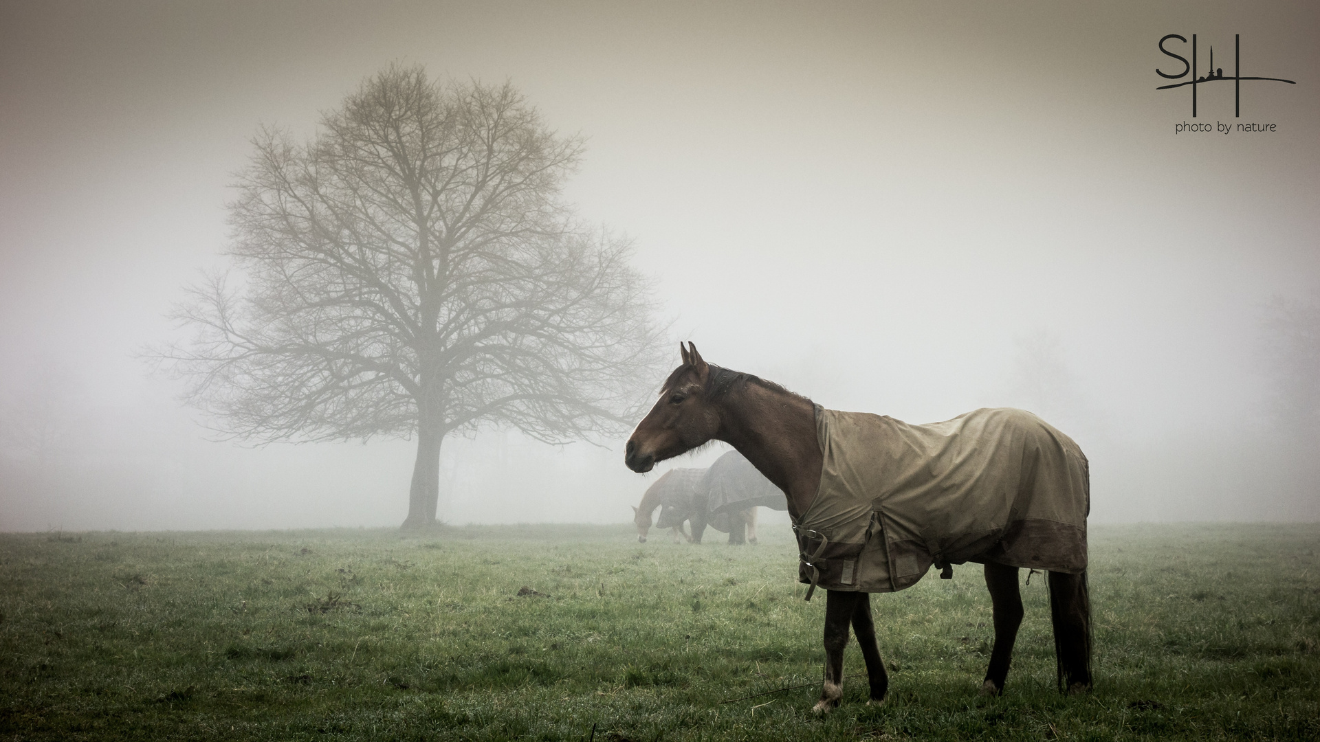 Pferde im Nebel