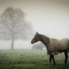 Pferde im Nebel