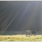 Pferde im Nebel