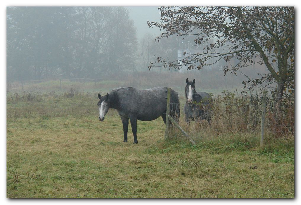 Pferde im Nebel II