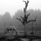 Pferde im Nebel III