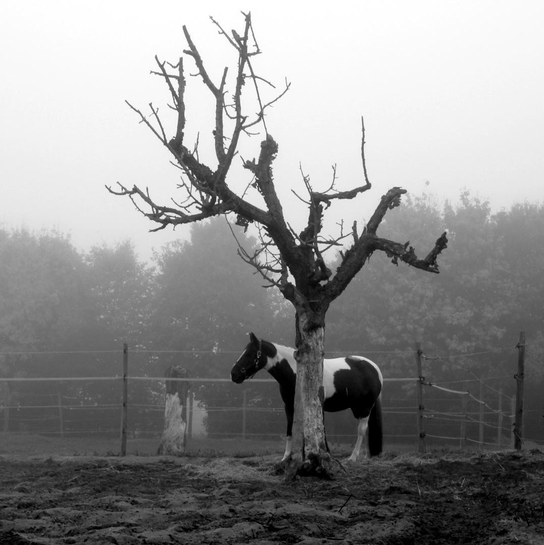Pferde im Nebel IV