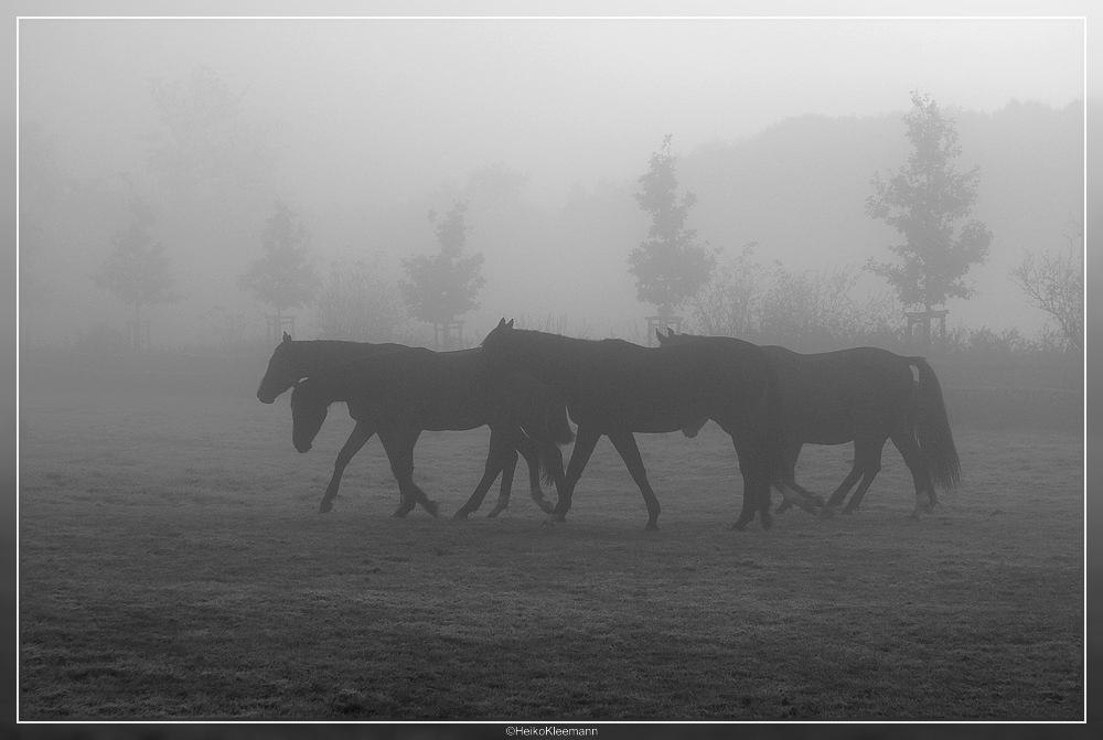 Pferde im Nebel, oder . . . .