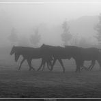Pferde im Nebel, oder . . . .