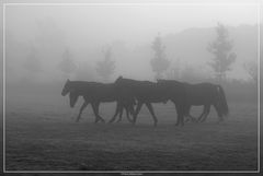 Pferde im Nebel, oder . . . .