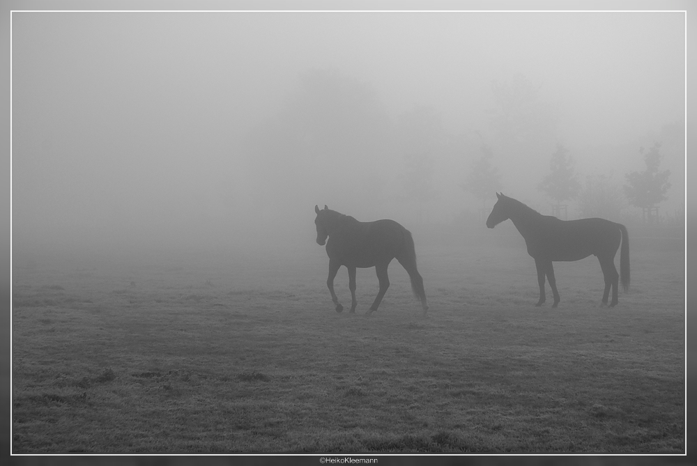 Pferde im Nebel, oder . . .