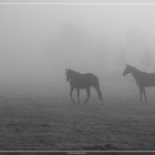 Pferde im Nebel, oder . . .