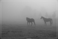 Pferde im Nebel, oder . . .