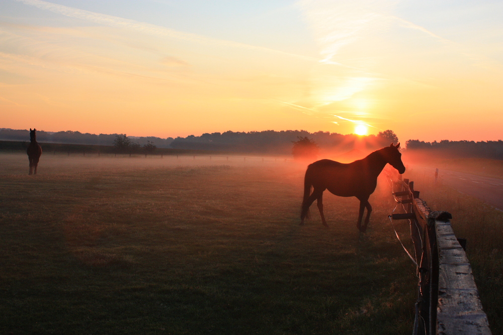 Pferde im Nebel-Saerbeck