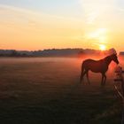 Pferde im Nebel-Saerbeck