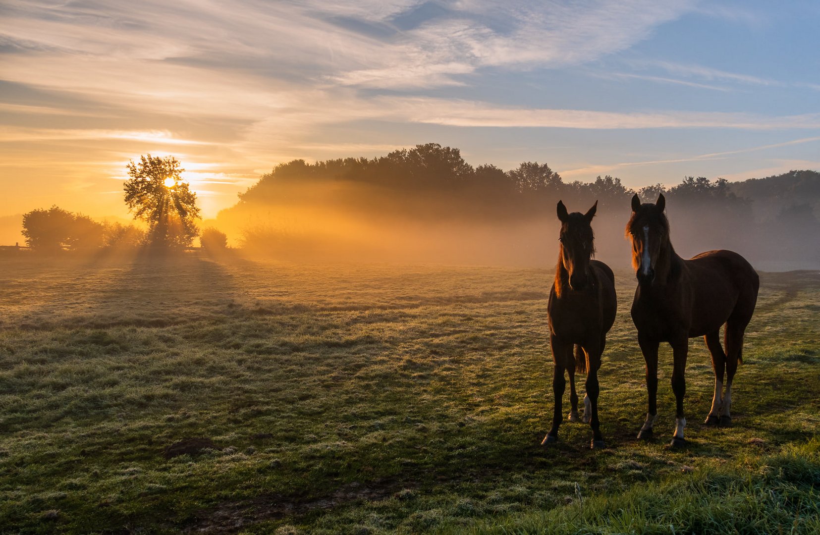 Pferde im nebeligen Sonnenaufgang