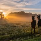 Pferde im nebeligen Sonnenaufgang