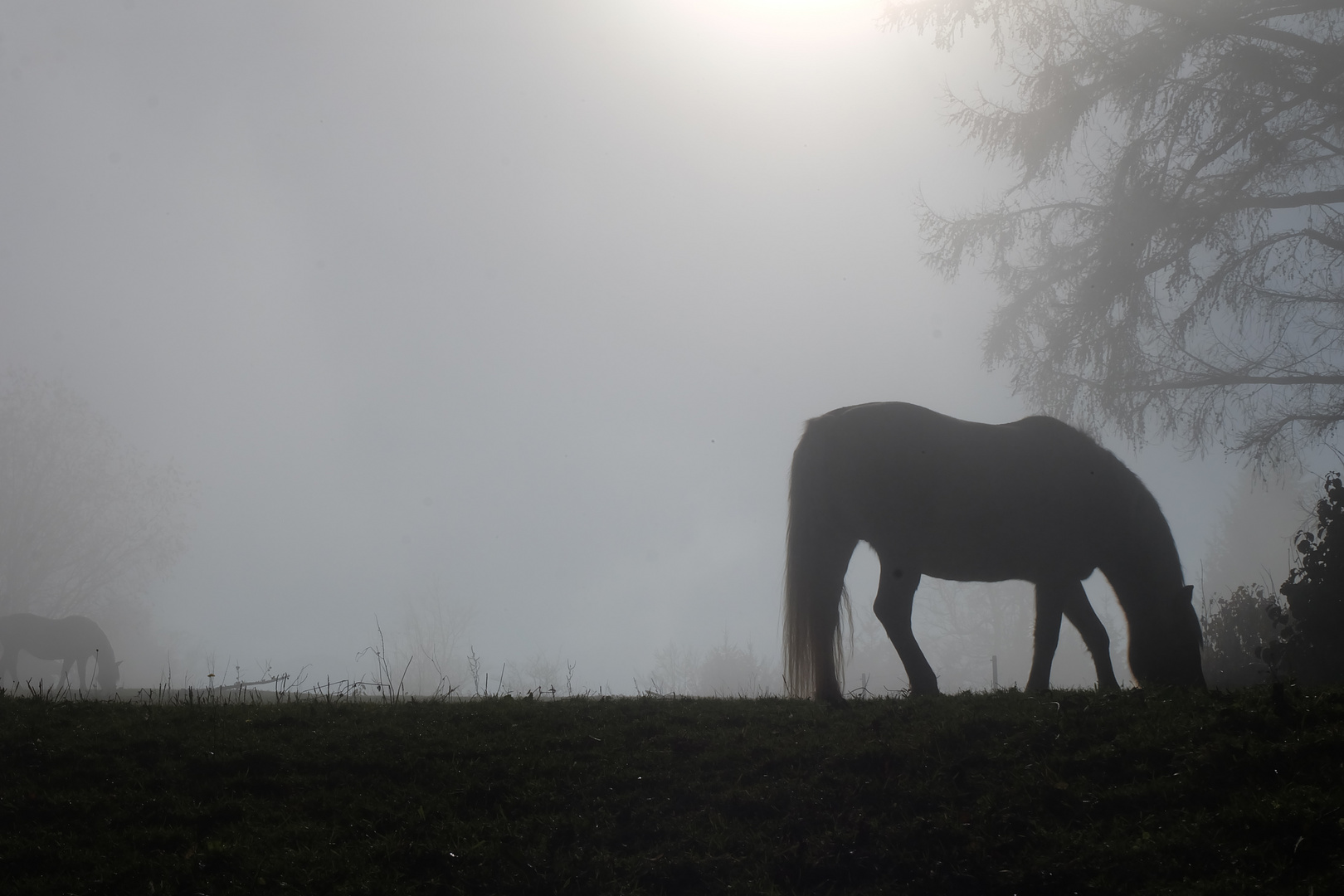 Pferde im November