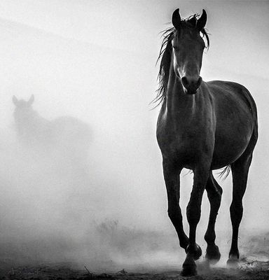 Pferde im Novembernebel