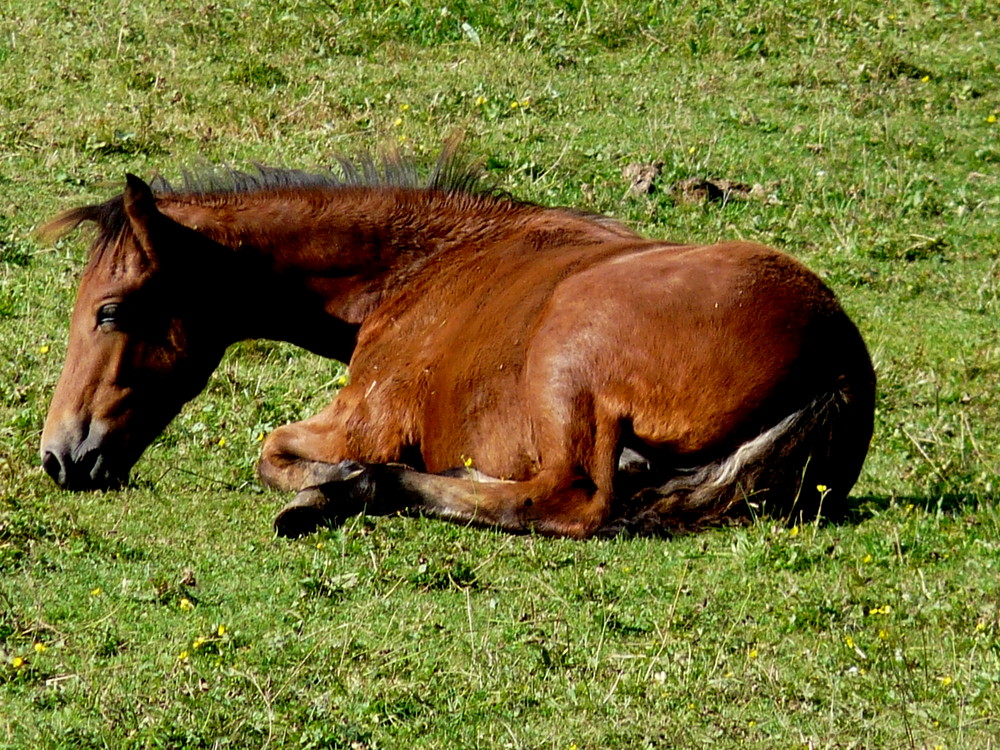 Pferde im Odenwald 2