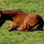 Pferde im Odenwald 2