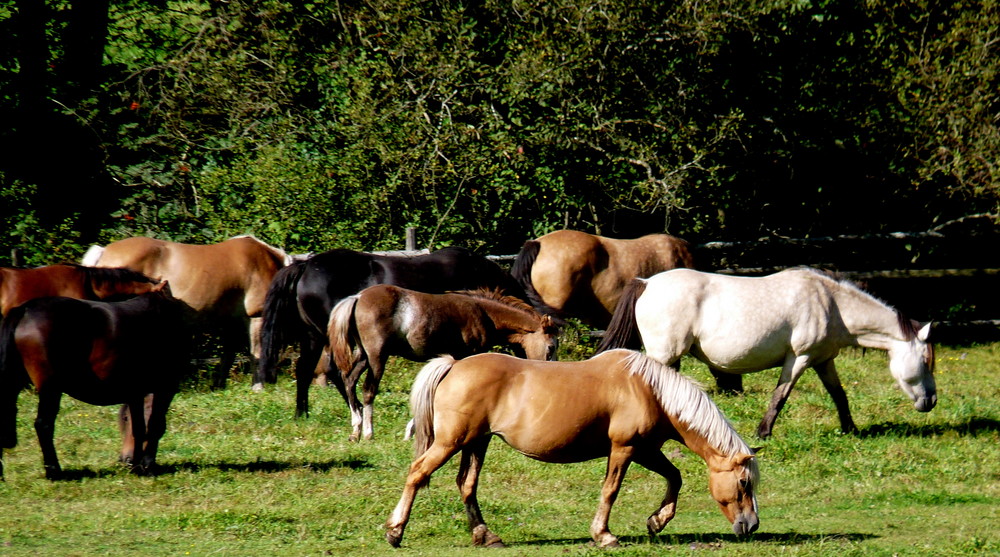 Pferde im Odenwald 3