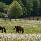 Pferde im Paradies