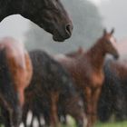 Pferde im Regen