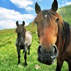 Pferde im Rodna Gebirge