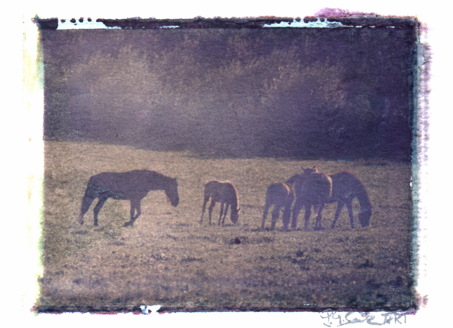 Pferde im Sauerland