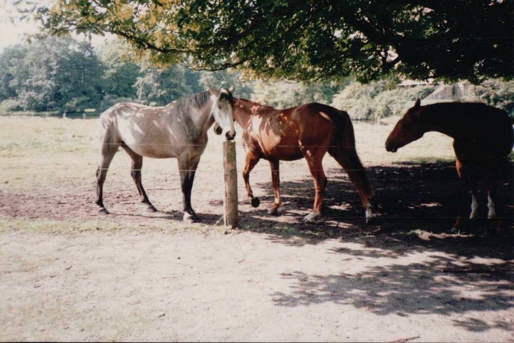 Pferde im Schatten