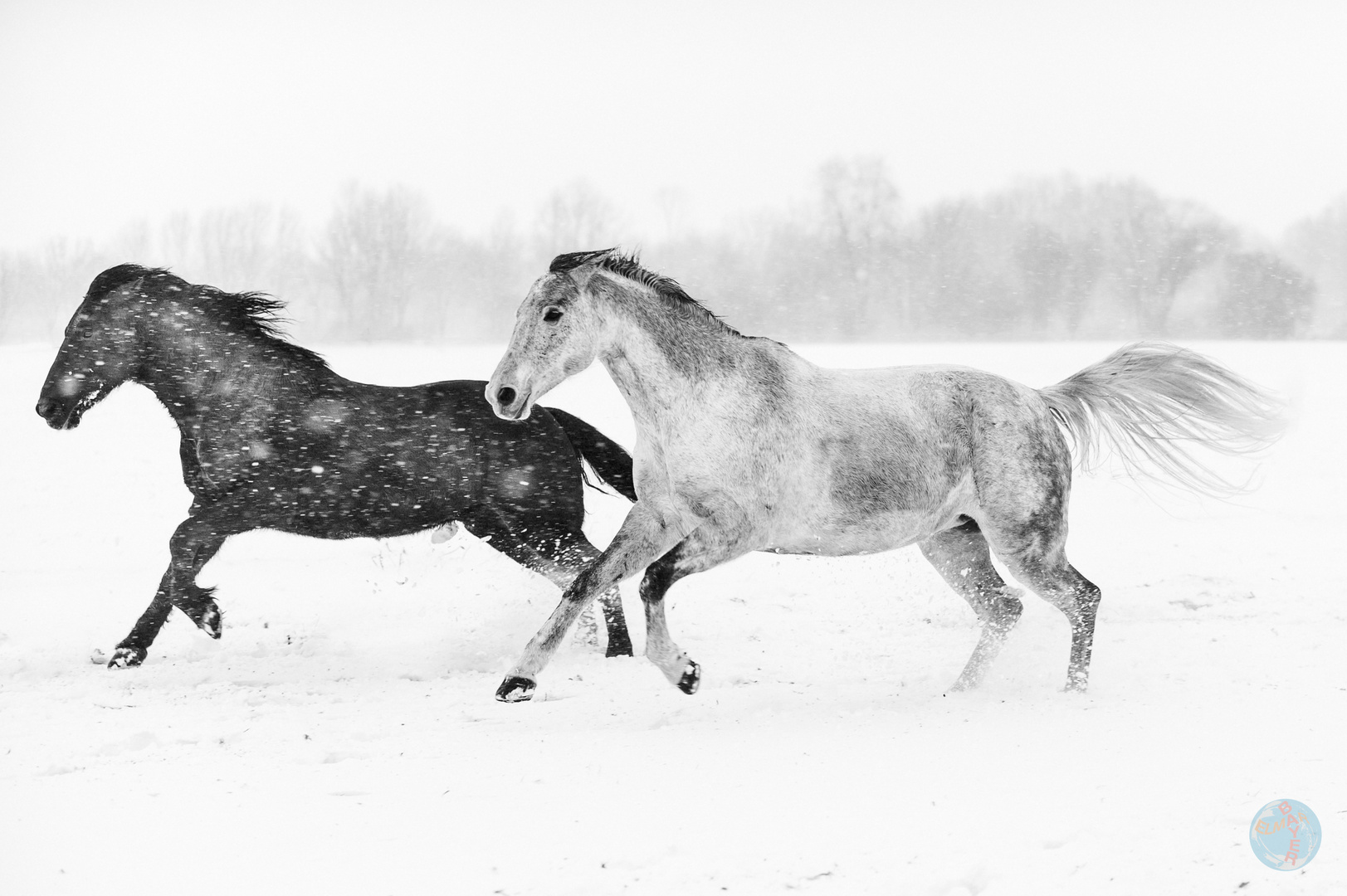 Pferde im Schnee