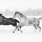 Pferde im Schnee