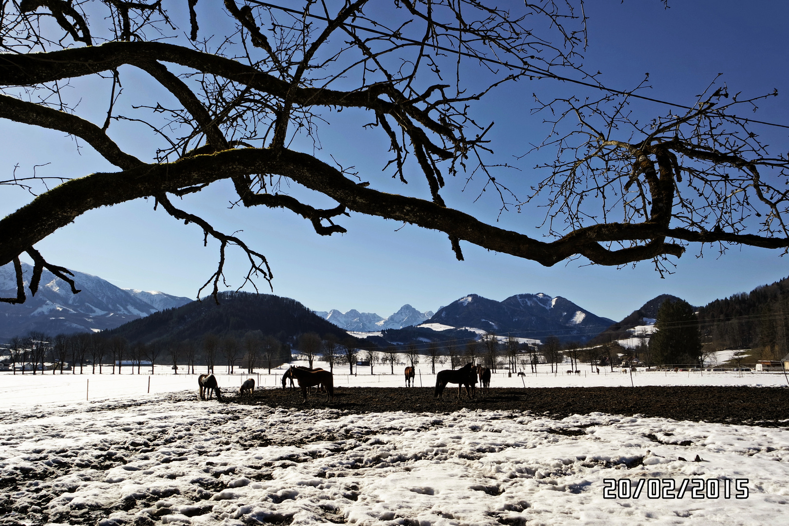 Pferde im Schnee