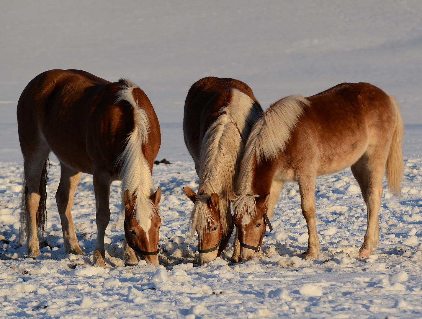 Pferde im Schnee