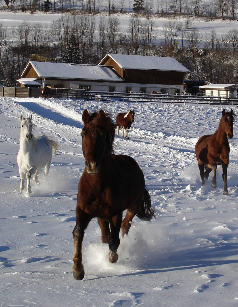 Pferde im Schnee