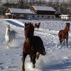 Pferde im Schnee