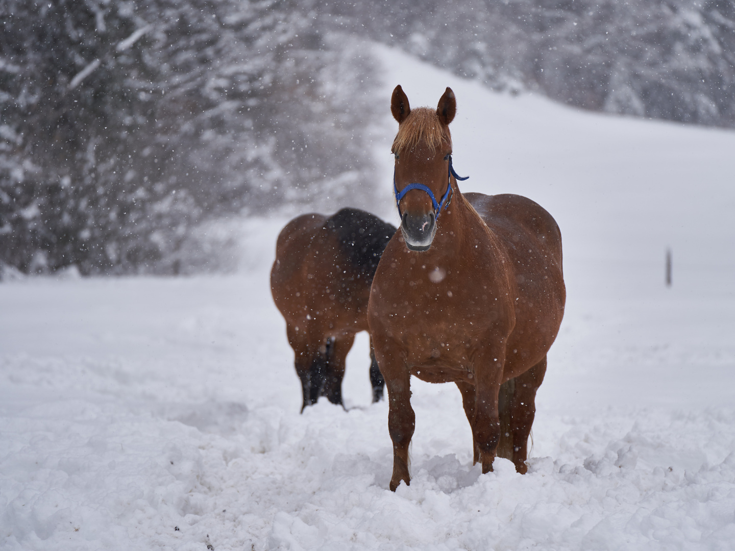 Pferde im Schnee