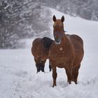 Pferde im Schnee