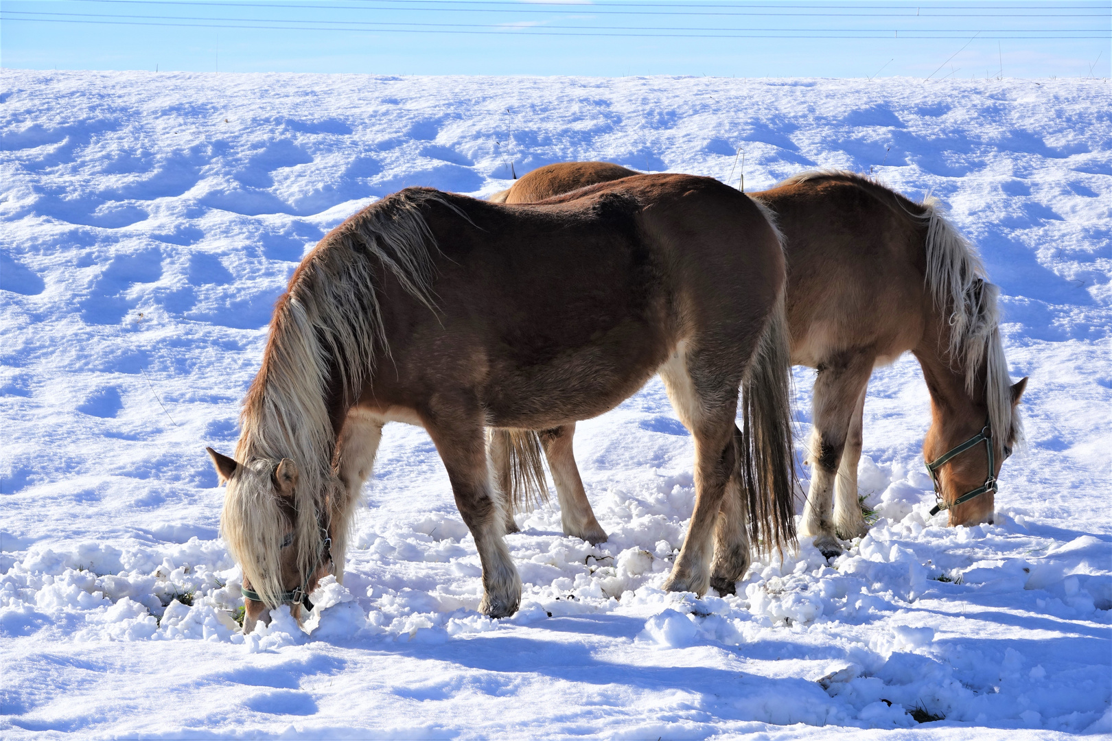 Pferde im Schnee 