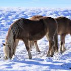 Pferde im Schnee 