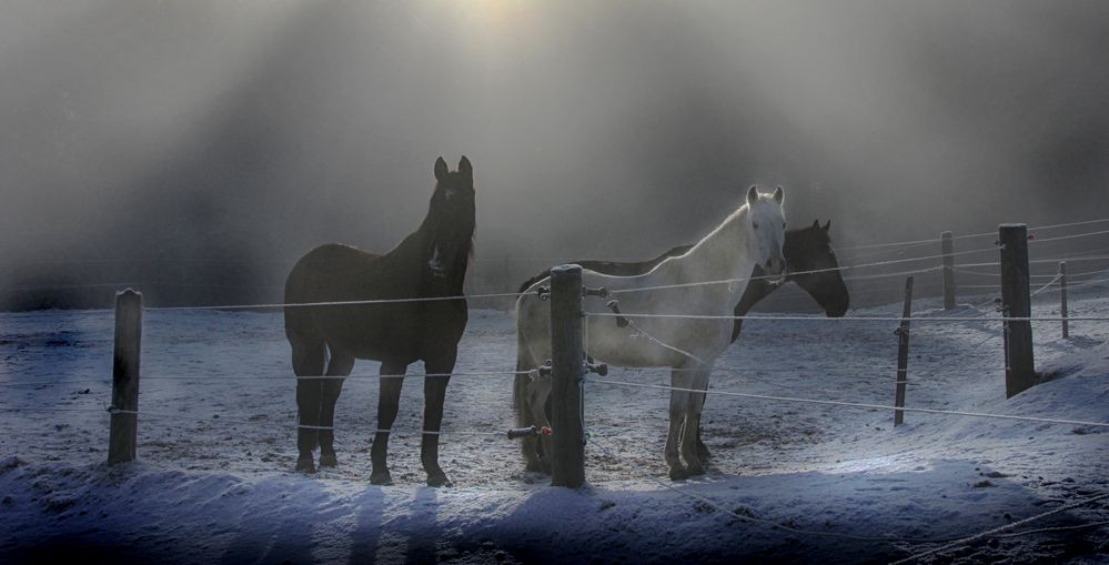 Pferde im Schnee