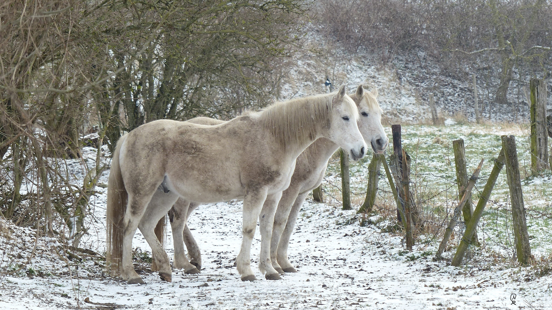 Pferde im Schnee