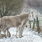 Pferde im Schnee