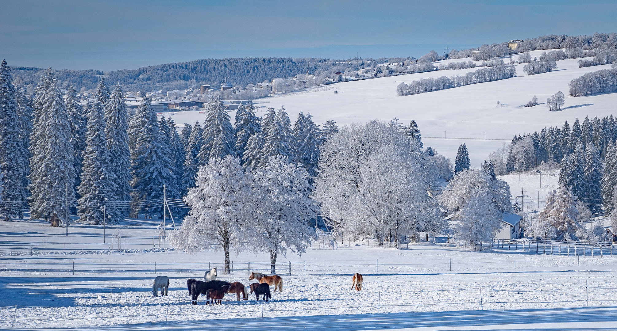 Pferde im Schnee