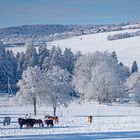 Pferde im Schnee