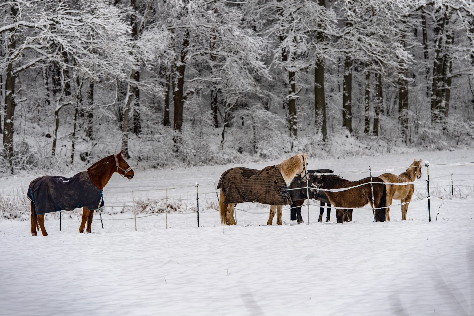 Pferde im Schnee