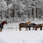 Pferde im Schnee